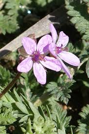 Attēlu rezultāti vaicājumam “Erodium cicutarium”
