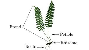 Attēlu rezultāti vaicājumam “sporophyte”
