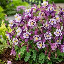 Image result for Aquilegia