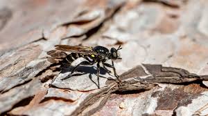 Attēlu rezultāti vaicājumam “Choerades sp.”