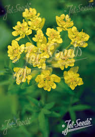 Attēlu rezultāti vaicājumam “Euphorbia palustris flower”