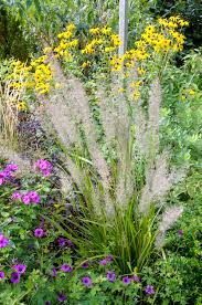 Attēlu rezultāti vaicājumam “Calamagrostis canescens”