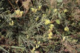 Attēlu rezultāti vaicājumam “Linaria loeselii leaf”