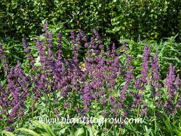 Attēlu rezultāti vaicājumam “Salvia verticillata”