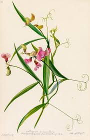 Attēlu rezultāti vaicājumam “Lathyrus sylvestris flower”