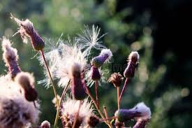 Attēlu rezultāti vaicājumam “Cirsium heterophyllum flower”