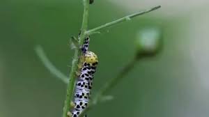 Attēlu rezultāti vaicājumam “Shargacucullia scrophulariae larva”