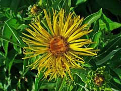Attēlu rezultāti vaicājumam “Inula helenium leaf”