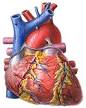 Heart Surgery Options