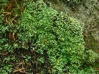 Attēlu rezultāti vaicājumam “Cladonia caespiticia”