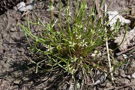 Attēlu rezultāti vaicājumam “Myosurus minimus flower”