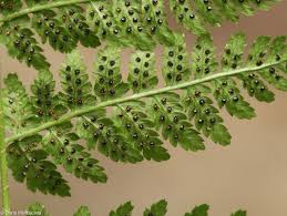 Attēlu rezultāti vaicājumam “Dryopteris carthusiana”