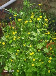 Attēlu rezultāti vaicājumam “Lapsana communis flower”