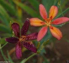 Image result for Pardancanda norrisii