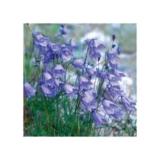 Image result for Campanula moesiaca