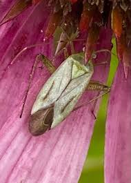 Attēlu rezultāti vaicājumam “Adelphocoris quadripunctatus imago”