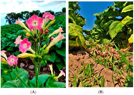 Attēlu rezultāti vaicājumam “Nicotiana tabacum”