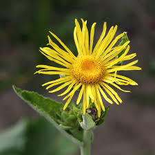 Image result for Inula helenium
