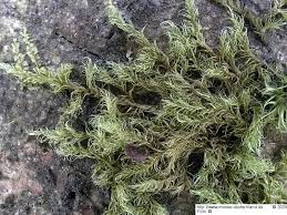 Attēlu rezultāti vaicājumam “Hypnum pallescens”