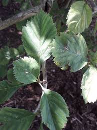 Attēlu rezultāti vaicājumam “Crataegus chrysocarpa”