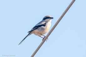 Attēlu rezultāti vaicājumam “Lanius excubitor”