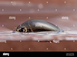 Attēlu rezultāti vaicājumam “Gyrinidae”