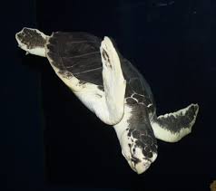 Image result for Lepidochelys kempii