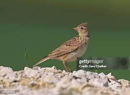 Attēlu rezultāti vaicājumam “Alauda arvensis”