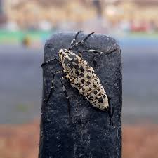 Attēlu rezultāti vaicājumam “Erannis defoliaria”