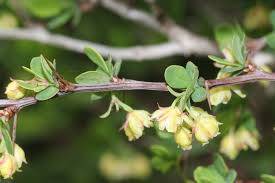Attēlu rezultāti vaicājumam “Berberis thunbergii flower”