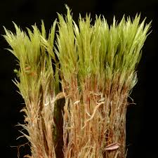 Attēlu rezultāti vaicājumam “Dicranum bergeri”