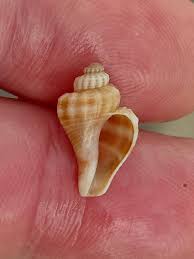 Image result for Melongena corona