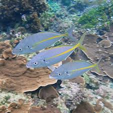 Image result for Pseudocaranx dentex