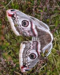 Attēlu rezultāti vaicājumam “Saturnia pavonia female”