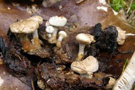 Attēlu rezultāti vaicājumam “Asterophora lycoperdoides”