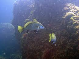 Image result for Sciaena umbra