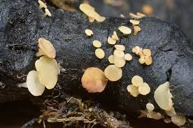 Attēlu rezultāti vaicājumam “Hymenoscyphus imberbis”