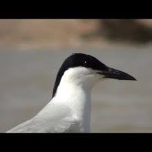 Image result for Gelochelidon nilotica