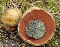 Attēlu rezultāti vaicājumam “Boletus luridus”