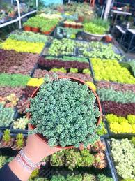 Attēlu rezultāti vaicājumam “Sedum hispanicum leaf”