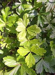 Attēlu rezultāti vaicājumam “Anemone sylvestris leaf”