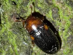 Attēlu rezultāti vaicājumam “Dacne bipustulata”