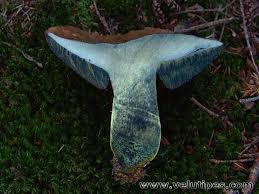 Attēlu rezultāti vaicājumam “Sutorius luridiformis”