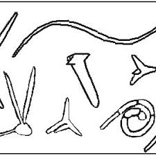 Attēlu rezultāti vaicājumam “Ophiostoma polyporicola”