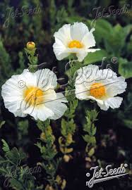 Image result for Romneya coulteri