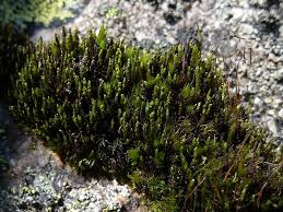 Attēlu rezultāti vaicājumam “Pohlia nutans”