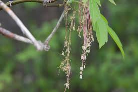 Attēlu rezultāti vaicājumam “Acer negundo female flower”