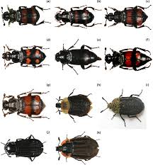 Attēlu rezultāti vaicājumam “Silphidae”