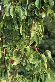 Attēlu rezultāti vaicājumam “Malus mandshurica fruit”