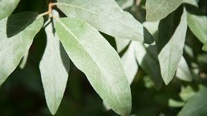 Attēlu rezultāti vaicājumam “Elaeagnus commutata”